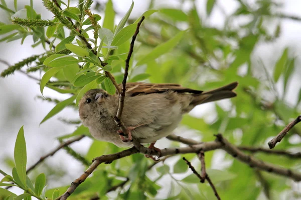 Sparrow on a branch — Stock Photo, Image