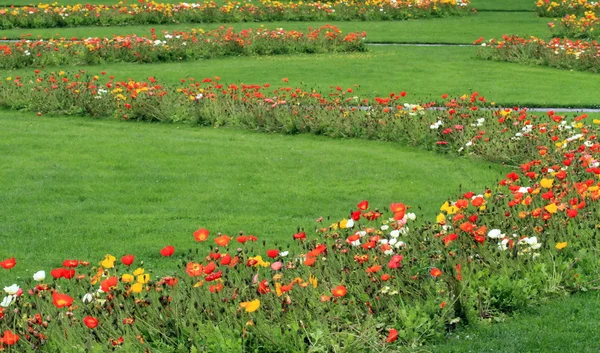 Linii krzywej kwiaty w ogrodzie — Zdjęcie stockowe