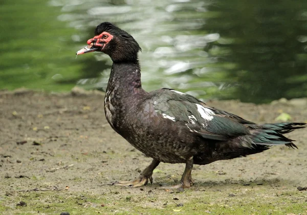 Pato moscovita — Foto de Stock