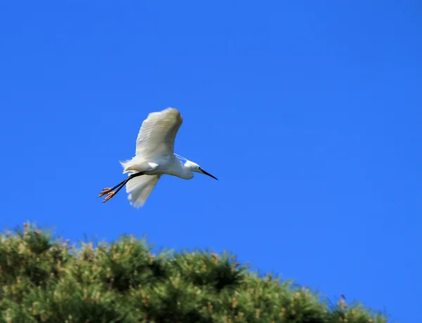 Egret volando desde el árbol — Foto de Stock