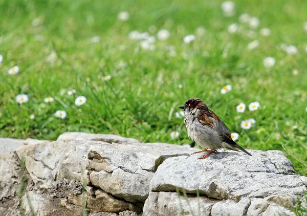 Mus op een rots — Stockfoto