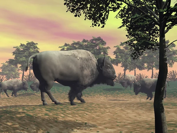 Bisons dans la nature - rendu 3D — Photo