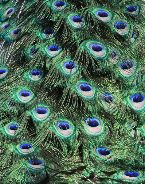 Pawi ogon — Zdjęcie stockowe