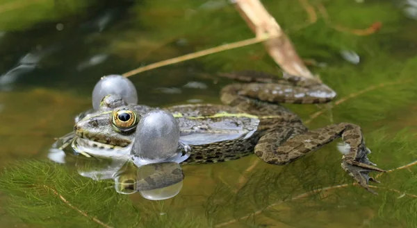 カエルの泡 — ストック写真