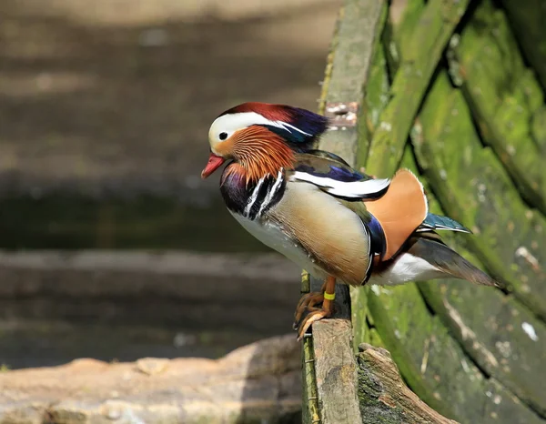 Mandarin duck on boat — Stock Photo, Image