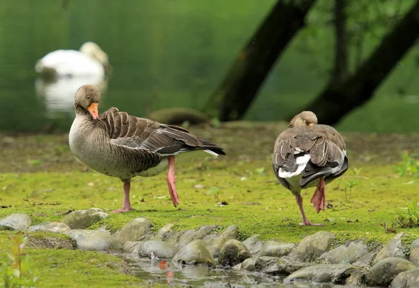 와일드 gooses 휴식 — 스톡 사진