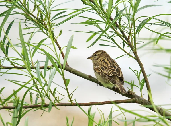 나뭇가지에 앉아 있는 참새 — 스톡 사진