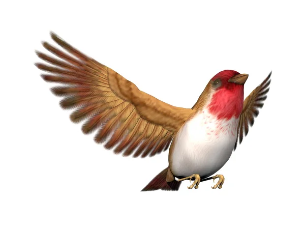 Scarlett finch bird - renderização 3D — Fotografia de Stock