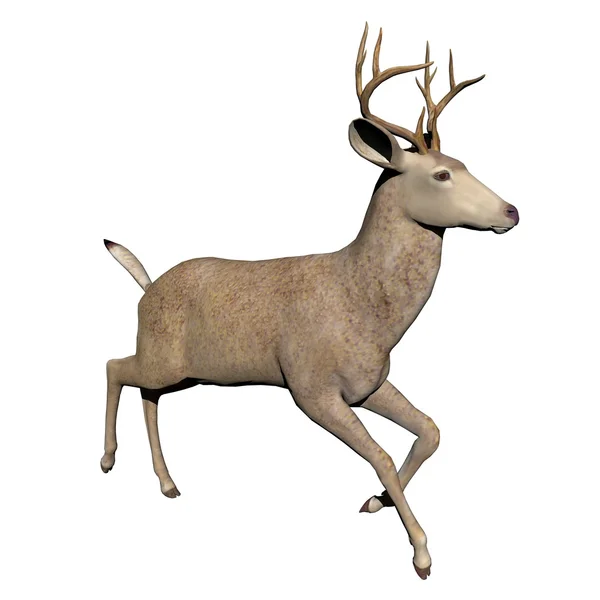 Buck - 3D render — Stock Photo, Image