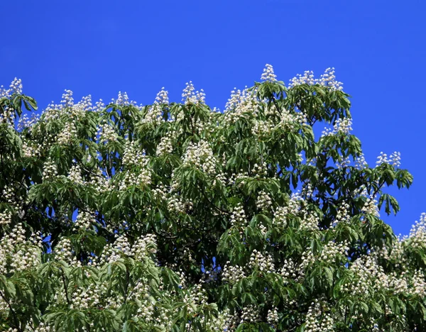 Kastanienbaum — Stockfoto