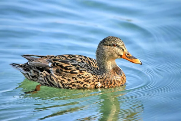 Female mallard duck — Zdjęcie stockowe