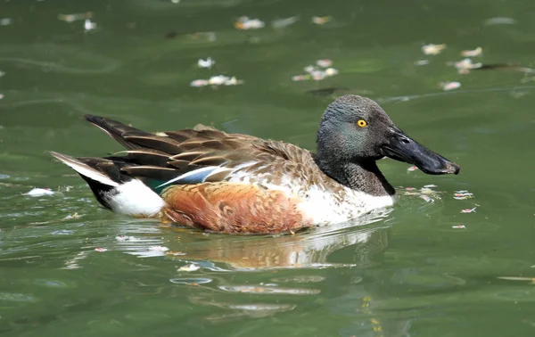 Northern shoveler male duck — Stock Photo, Image