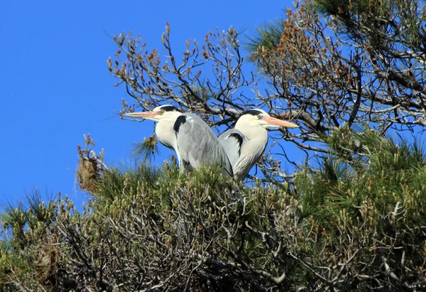 Herons in a tree, Camargue, France — Stock Photo, Image