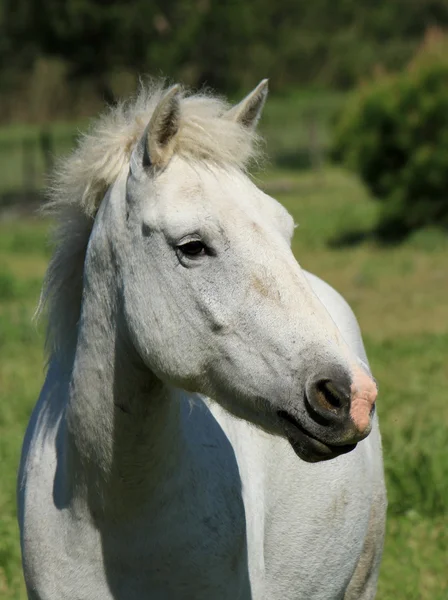 Vita hästen stående, camargue, Frankrike — Stockfoto