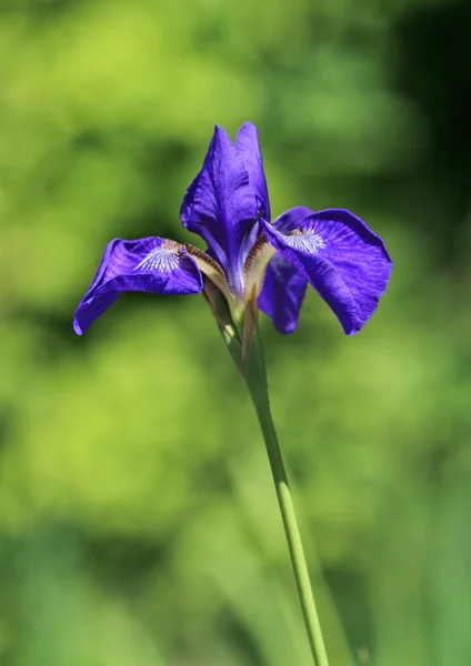 Japenese iris — Stockfoto