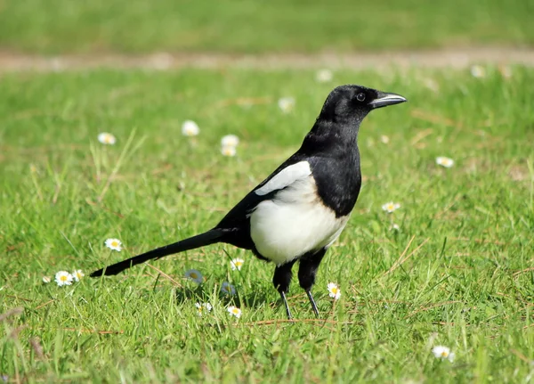 Magpie bird — Stock Photo, Image