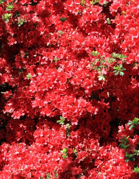 Rhododendronblüten — Stockfoto
