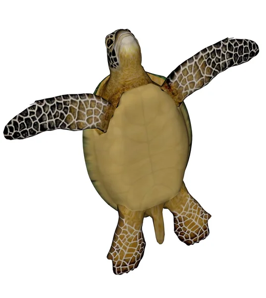 Sea turtle — Stock Photo, Image