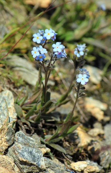 Blaue Vergissmeinnicht-Blüten (Myosotis)) — Stockfoto