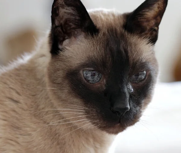 Portret Syjamski Kot — Zdjęcie stockowe