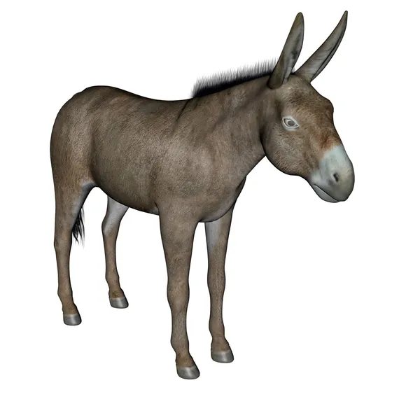 Donkey stående — Stockfoto