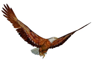 Amerikan kel kartal - 3d render
