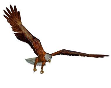 Amerikan kel kartal - 3d render