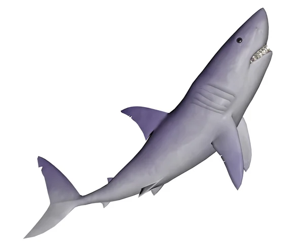 Requin - rendu 3D — Photo