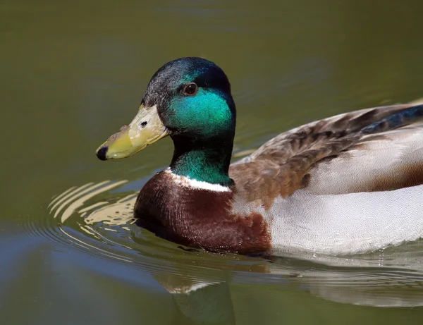 Anatra reale maschio sull'acqua — Foto Stock