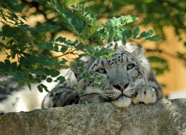 El leopardo de las nieves descansa — Foto de Stock