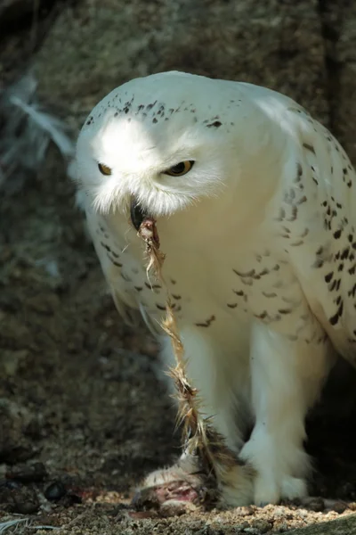 Snowy owl äta — Stockfoto