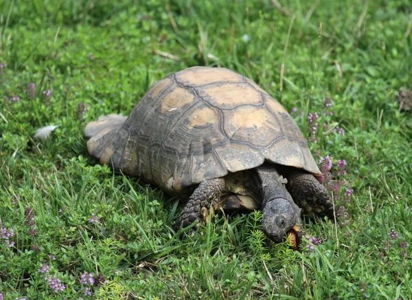 Żółw grecki jedzenie — Zdjęcie stockowe