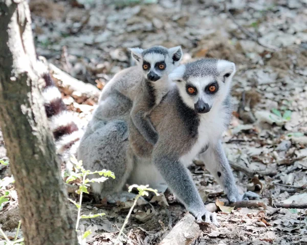 Lemur catta (maki) del Madagascar bambino e mamma — Foto Stock