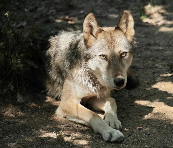 Grey wolf portrait — Stock Photo, Image