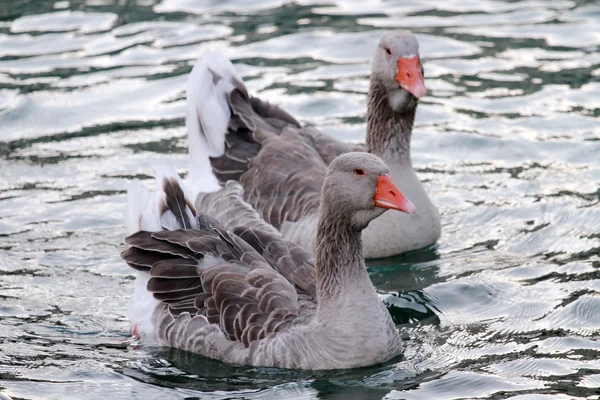 Gansos salvajes en el lago — Foto de Stock