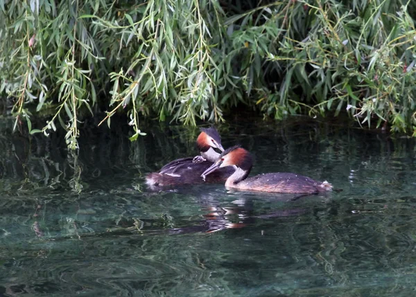 Grands canards grèbes à crête et bébé — Photo