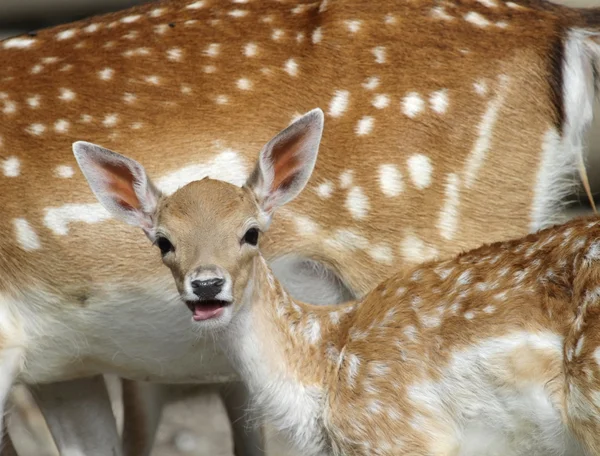 Chital deer मां और बच्चे — स्टॉक फ़ोटो, इमेज