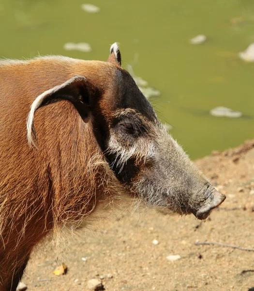 Красная речная свинья или потамохоерский портрет — стоковое фото