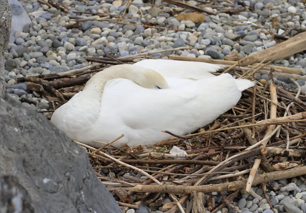 Swan nesting — Stock Photo, Image