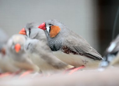 Zebra finch kuşlar