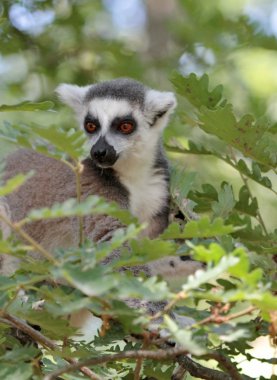 Madagaskar lemur catta (maki)