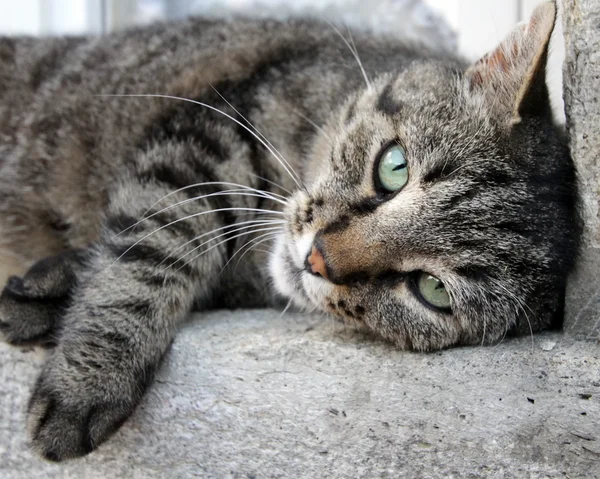 Cat relaxation — Stock Photo, Image