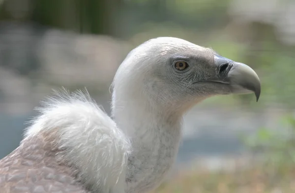 Retrato de abutre Griffon — Fotografia de Stock