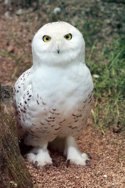 Snowy owl — Stock Photo, Image