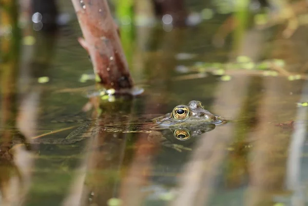 カエルの目 — ストック写真