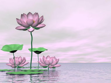 pembe kıçımın ve lotus çiçekleri - 3d render