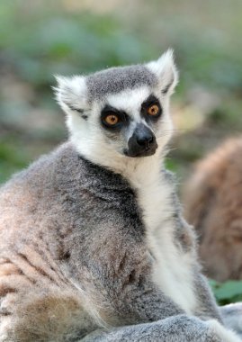 Madagaskar lemur catta (maki)