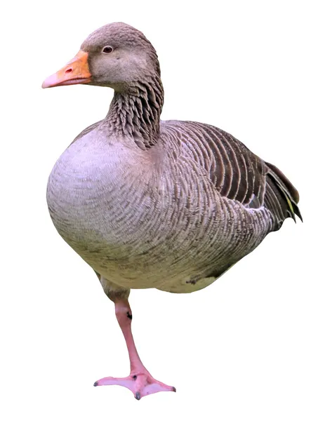 Wild goose på grönt gräs — Stockfoto