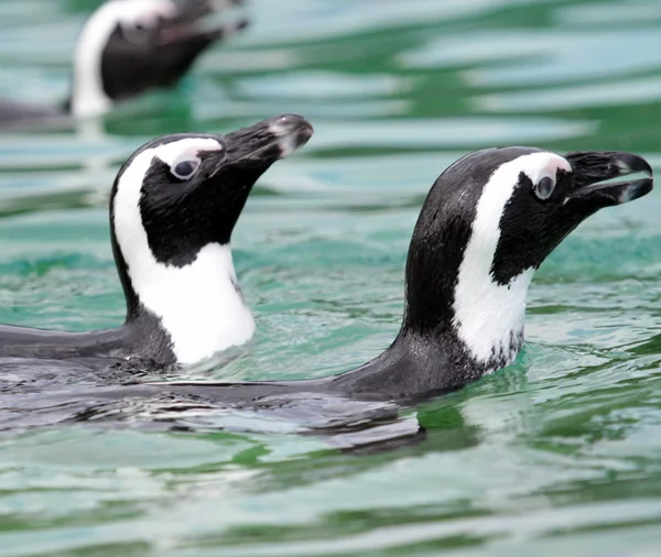 Humboldt spheniscus pingüinos nadando — Foto de Stock
