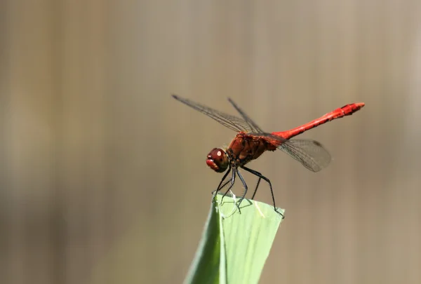 Red dragonfly — Stock Photo, Image